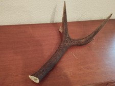 BOIS MUE CERF 57CM COUTELLERIE