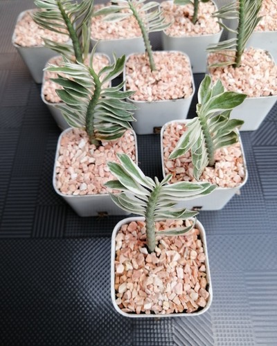 Très rare euphorbia - très, *euphorbia