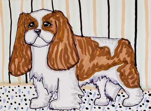 Cavalier king charles - charles, spaniel