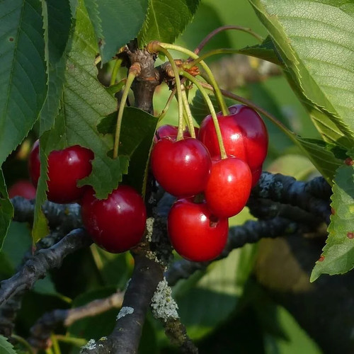 Cerisier régina prunus - cerisier,