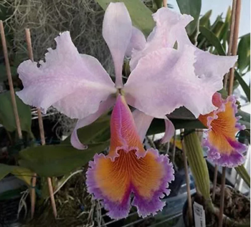 Cattleya zephyr dowiana x - cattleya, (dowiana