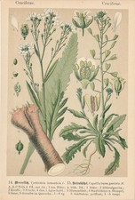 Raifort Hirtentäschel Chromo-Lithographie De 1893 Plantes Médicinales