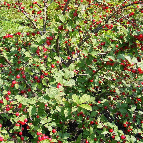 Prunus tomentosa cerisier - prunus,