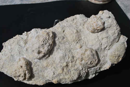 Corail fossile cap corse - fossile, du