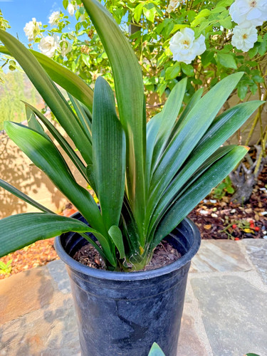 Adult mature yellow clivia - adult/,