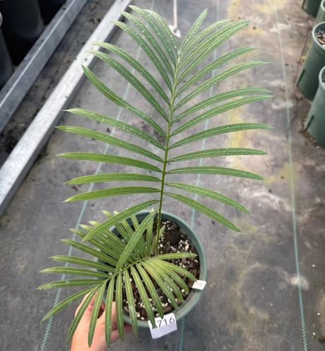 Sale rare plant - sale, cycas