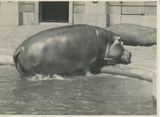 Belgique, Anvers, le Zoo Vintage Print Tirage argentique  17x22  Circa 193