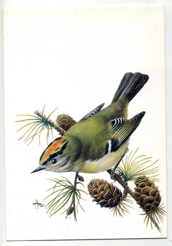 Carte postale ligue royale - carte,
