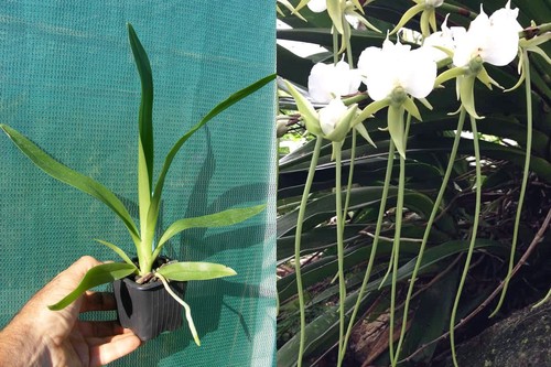 Angraecum longicalcar