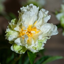 Paeonia Plante vivace Jardin