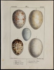 1830 - Oeufs d'oiseaux rapaces