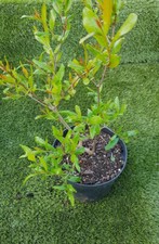 GRENADIER "Provence", PUNICA