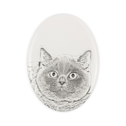 British shorthair une pierre - british,