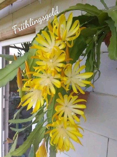 Epiphyllum fruhling gold - fruhling,