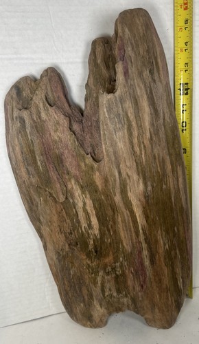 Driftwood taxidermy terrarium - driftwood,