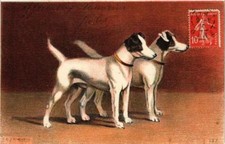 CPA AK Jack Russel Terrier