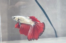BETTA MAL- red cooper (page