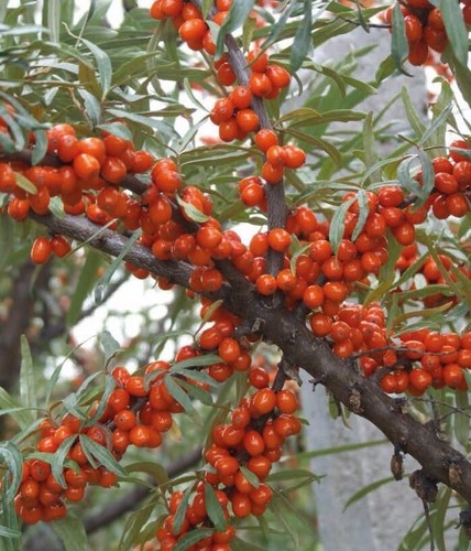 Argousier aromatnaja - aromatnaja,