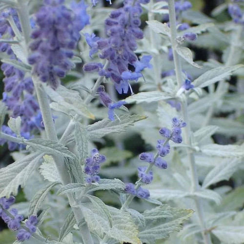 Perovskia atriplicifolia