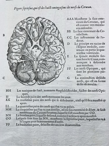 Cerveau neurologue 1614 - cerveau,