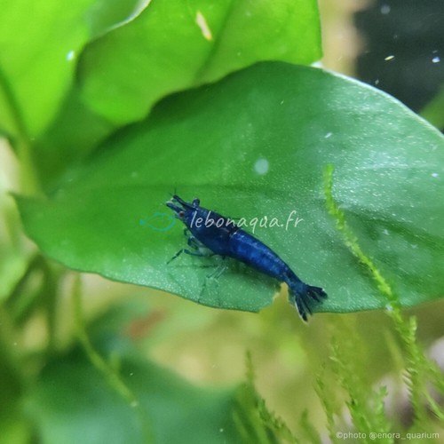 Lot crevettes - lot, 12