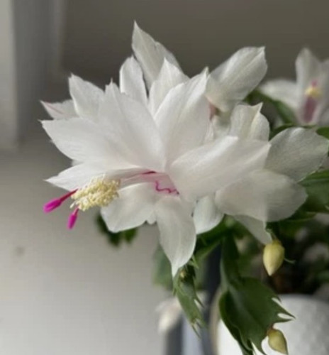 Bouture schlumbergera blanc - bouture,