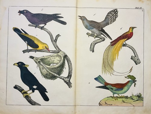Oiseaux exotiques oiseau - , de