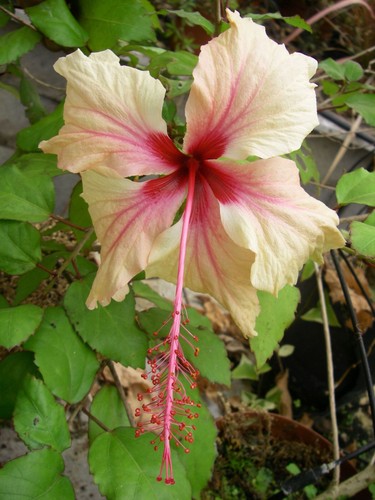 Hibiscus rowena weeding - hibiscus,