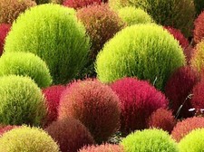 300 Graines de Kochie à Balai dit Cyprès d'été (kochia scoparia)