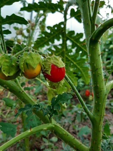 Graines tomates litchi - de,