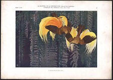 1910 Lithographie Oiseaux de paradis Art nouveau Décoration L. Matthaei
