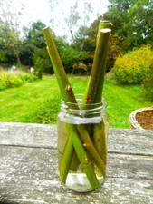 SAULE VERT  DES VANNIERS  5