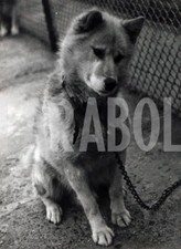 Photo De Presse Vintage