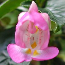 Rare Impatiens tuberosa! - Unusual blooms and fat caudex - Seeds
