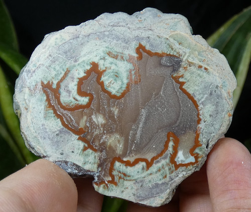 Lithophyse estérel 6x5 - lithophyse,