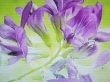 500 Graines de Luzerne /