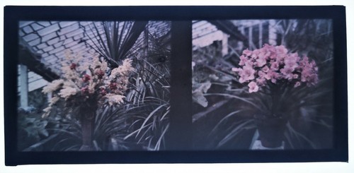 Autochrome fleurs deux vues - fleurs,
