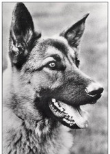 K69 / MEDICAL ADVERTISEMENT CPSM 1960 DOG / LE LOUP D'ALSACE