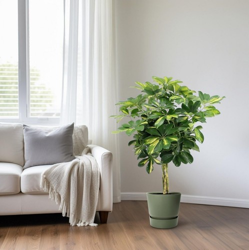 Aralie radiante schefflera - radiante,