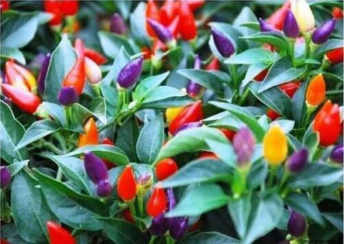 Piment bolivian rainbow 25 - rainbow,,