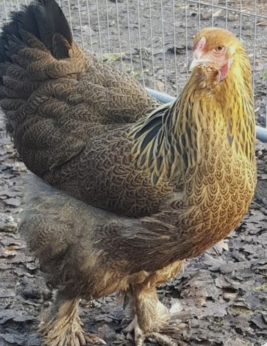 Gold blue - gold, (partridge)