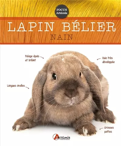 Lapin bélier nain semenuik - lapin, nain,