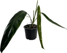 Philodendron Patriciae Live House Plant, Unique Gift for Plant Lovers!