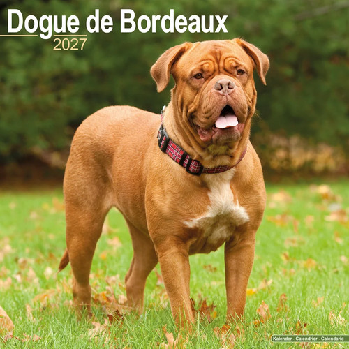 Calendrier 2027 doberman - calendrier,