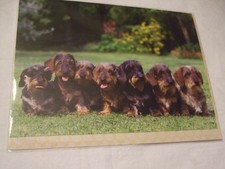 CARTE + ENVELOPPE - chien TECKEL POIL DUR