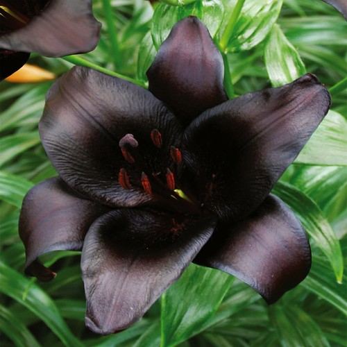 Lys bulbes fleurs - lys,