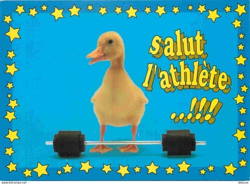 Carte postale animaux - carte,