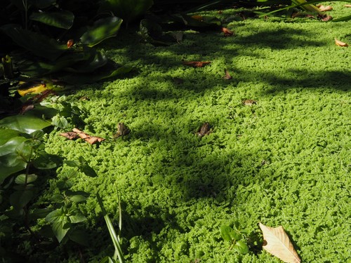 Grosse portion azolla - portion,