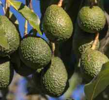 Création de votre jardin exotique : 6 plantes emblématiques