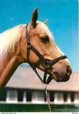 Animals - Horses - Horse Portrait - Horse Head - CPM - See Scans Recto